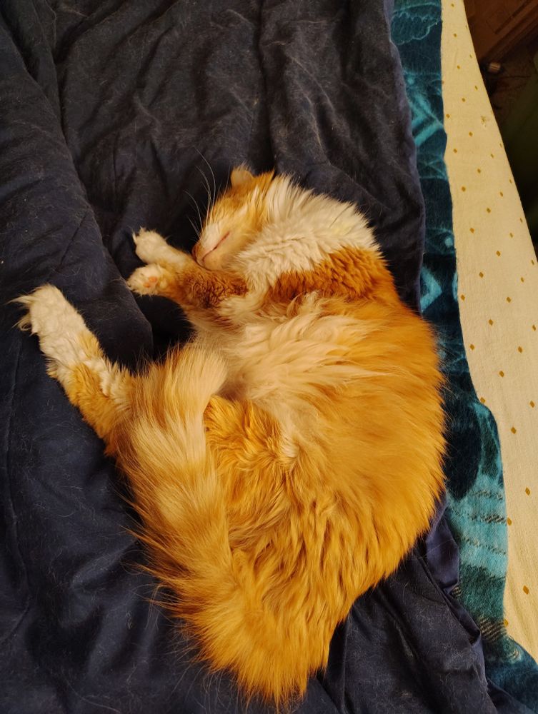Photo of a longhaired orange cat laying on a bedspread