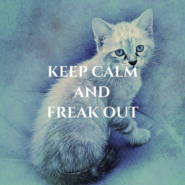 Blue-toned art of a kitten. Text reads "Keep calm and freak out"