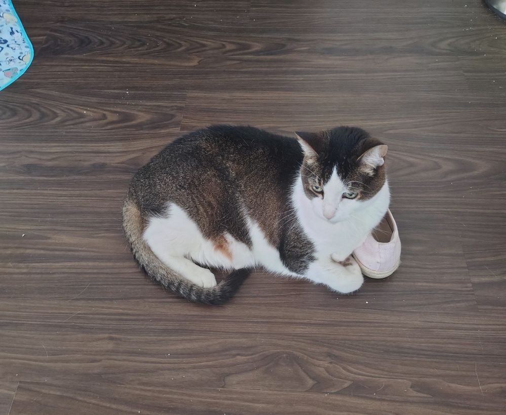 Photo of a brown & white cat laying on the floor with one leg up on a pink shoe.