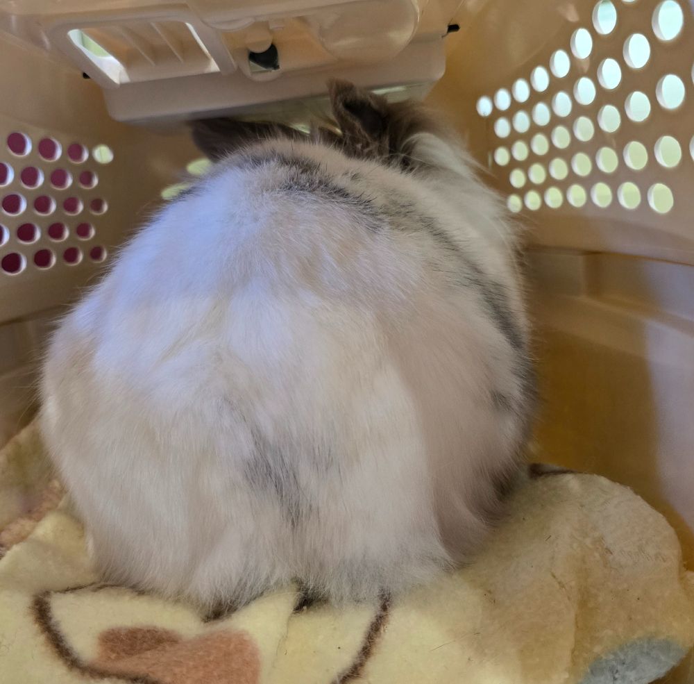 A very fluffy white and gray rabbit giving the cold shoulder from inside a pet carrier. The effect is devastating.