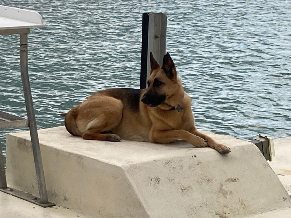 Our German Shepherd Dog vacationing with us in the Keys last year. Just hanging out on the dock soaking up the sun and enjoying the day. This is the life!