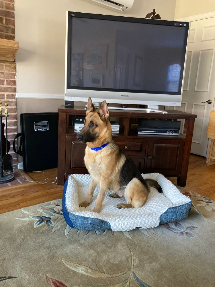 18 month old shepherd puppy sitting in her new dog bed when she rescued us and became part of our family. 
