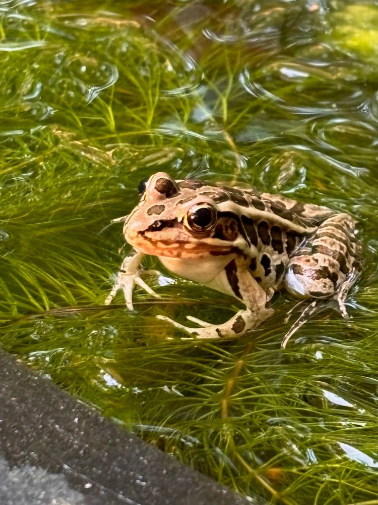 My cell phone didn’t really catch the bronze glow of this small frog perched motionless upon some floating plants… waiting for a bug to stop by for dinner 