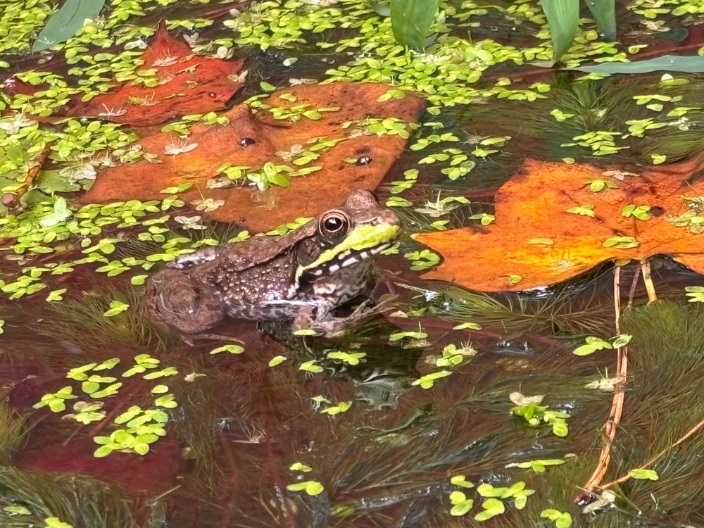 A young green frog watched my every move this morning from a small container pond
