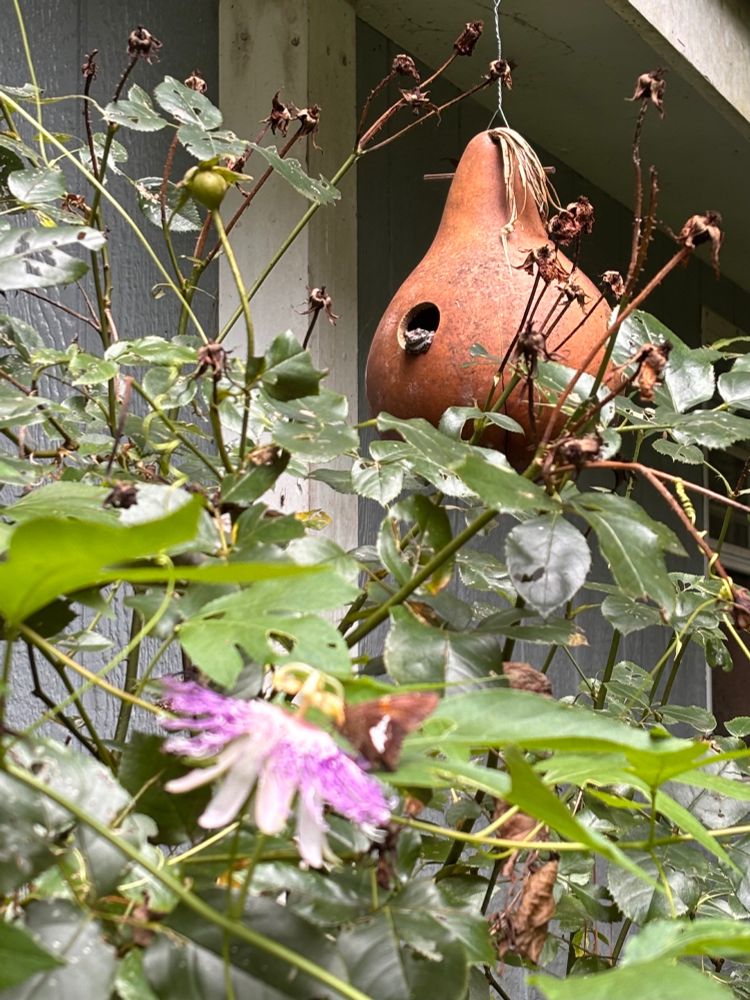 A Cope’s Gray Tree Frog peeks out of a gourd “birdhouse” 