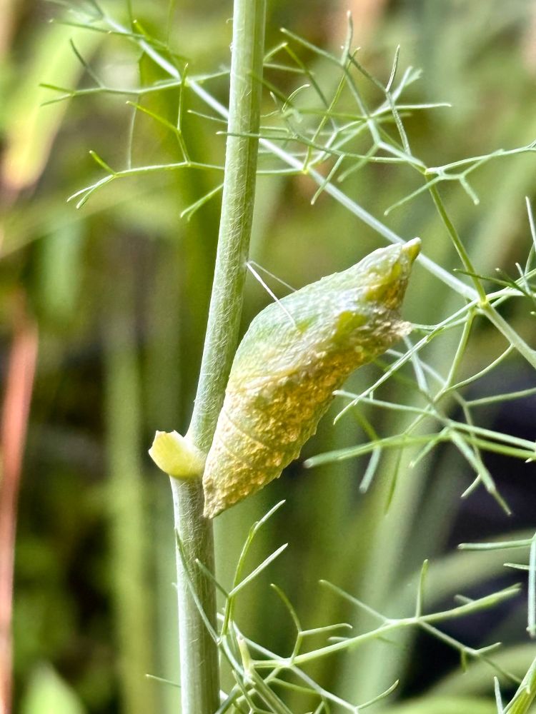Black swallowtail chrysalis-
looking nothing like the caterpillar it came from