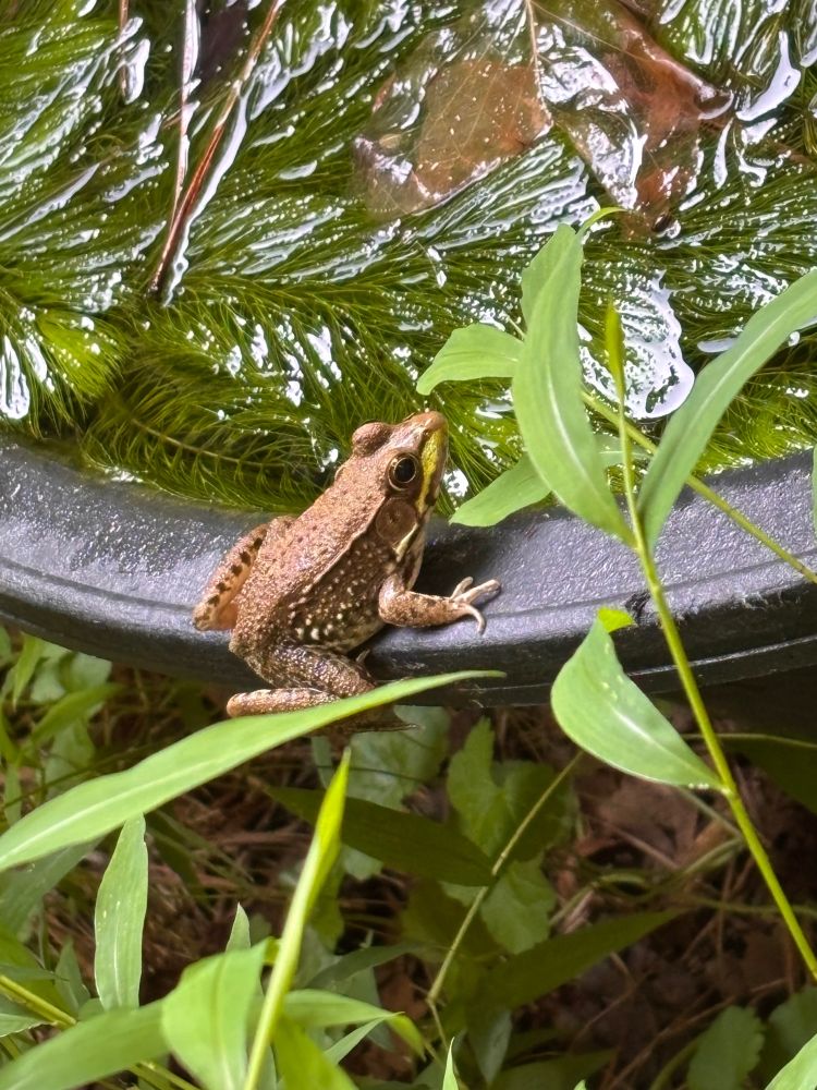 A young Green Frog sits on the edge of a container pond. 