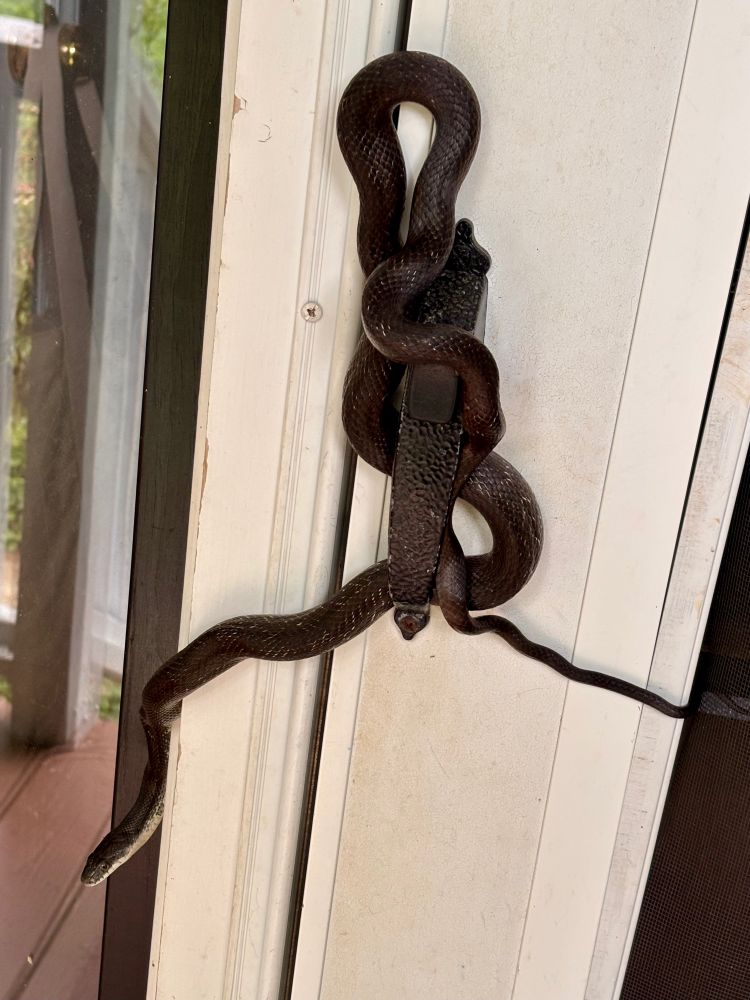 A Black Rat Snake is looped through and around a black and (I’ve only recently noticed) somewhat snake-textured door handle.
