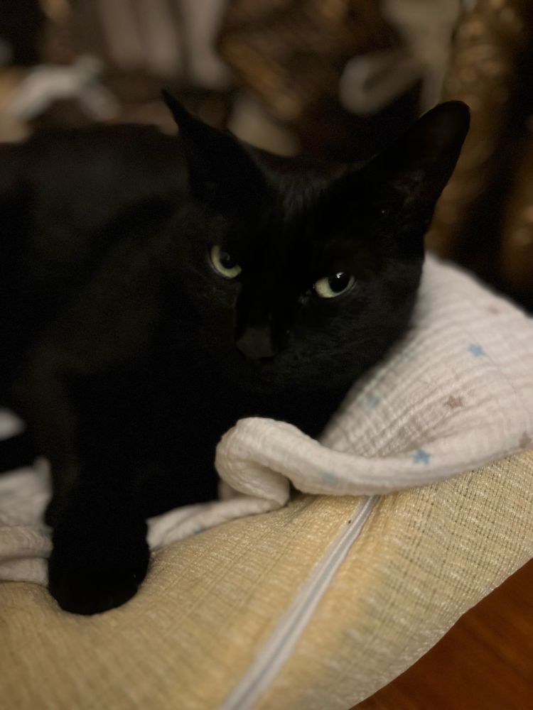 Brooklyn, a black cat with green eyes, stares into the camera with disdain