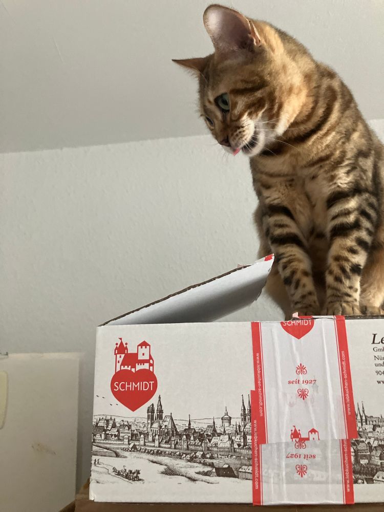 Seven, eine Katze mit kontrastreich braunem  Fell, sitzt stolz auf einem Karton und streckt dabei die Zungenspitze heraus. Der Karton steht hoch oben vor einer hellen Wand. Er trägt das rot-weiße Logo von Lebkuchen-Schmidt mit herzförmigem Stadtwappen der Nürnberger Burg mit ihren charakteristischen Türmen. Darunter ist eine fein gezeichnete Ansicht der Stadt Nürnberg mit Häusern, Türmen und Stadtmauern zu sehen.
Seven hat ein dichtes, glänzendes Fell mit warmen goldbraun bis sandfarbenem Grundton, durchzogen von klar abgegrenzten dunklen Streifen und wolkigen Flecken in dunkelbraun. Ihre Brust und die Innenseiten der Vorderbeine sind heller, fast cremefarben. Die Beine sind geringelt. Die Vorderpfoten stehen eng beieinander, was ihre aufrechte Sitzhaltung betont. Ihre Schnauze ist hell, die Nase rosarot und dunkel umrandet. Der Kopf ist leicht hinab geneigt, der Blick geht schräg nach unten aus dem Bild heraus. Die Augen sind leuchtend Grün mit leicht bernsteinfarbenem Einschlag.