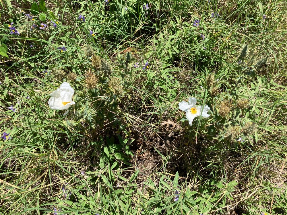 Big round white blossoms with a golden center. Delicate petals, a bit battered by the heat and wind, growing out of a prickly segmented succulent that is hard to see here amidst the ebullient unmown greenery of a lot at the edge of a suburban development.