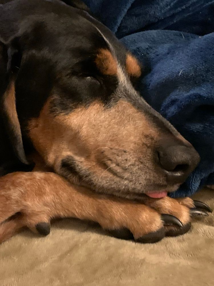 Face of a sleeping hound dog