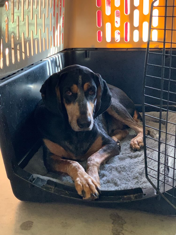 Hound dog lying in open carrier