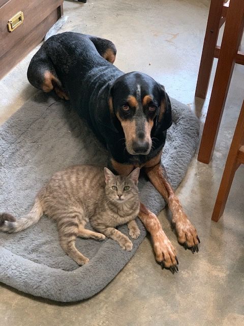 Hound dog and grey tabby cat on a mat together