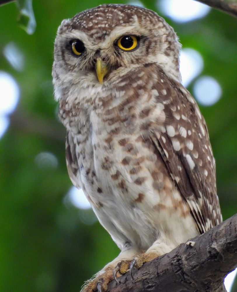 A Spotted Owlet in a Mango tree