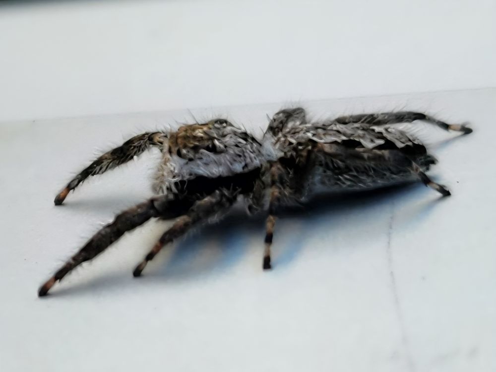 Jumping spider