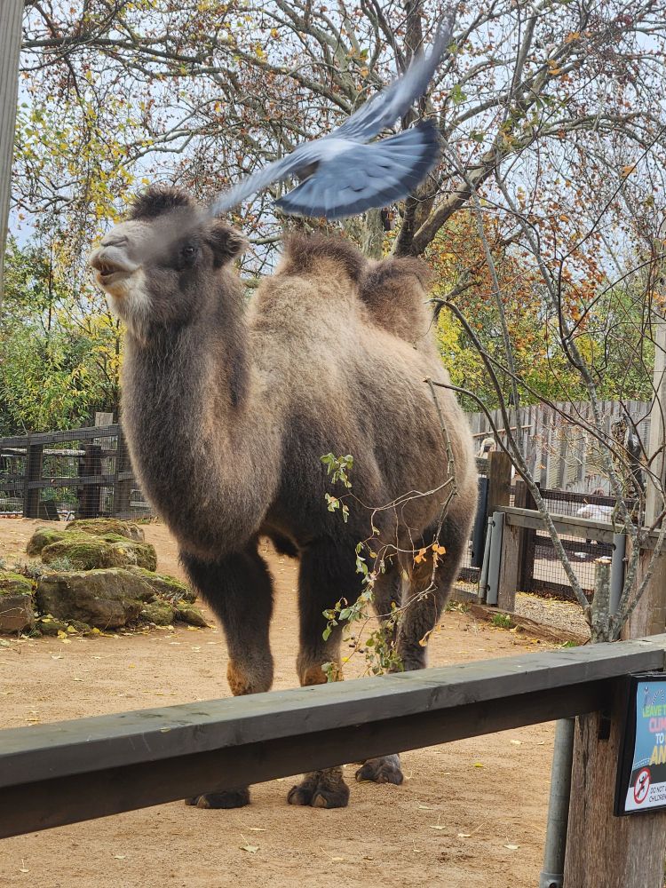 a pigeon flying past the face of a bactrian camel
