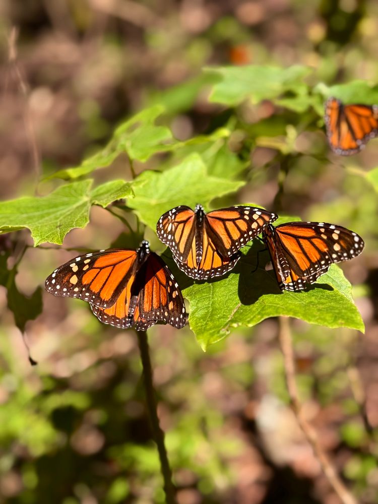 Three monarchs in a row, sunning themselves on two leaves with more monarchs blurred in the background. 