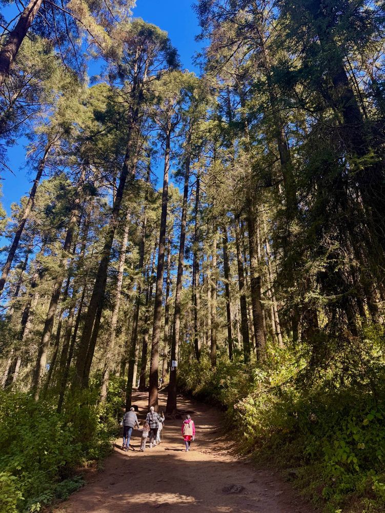 Picture of steep mountain trail surrounded by pines reaching to the ski, in Michoacán, Mexico, leading to the monarch preserve. 