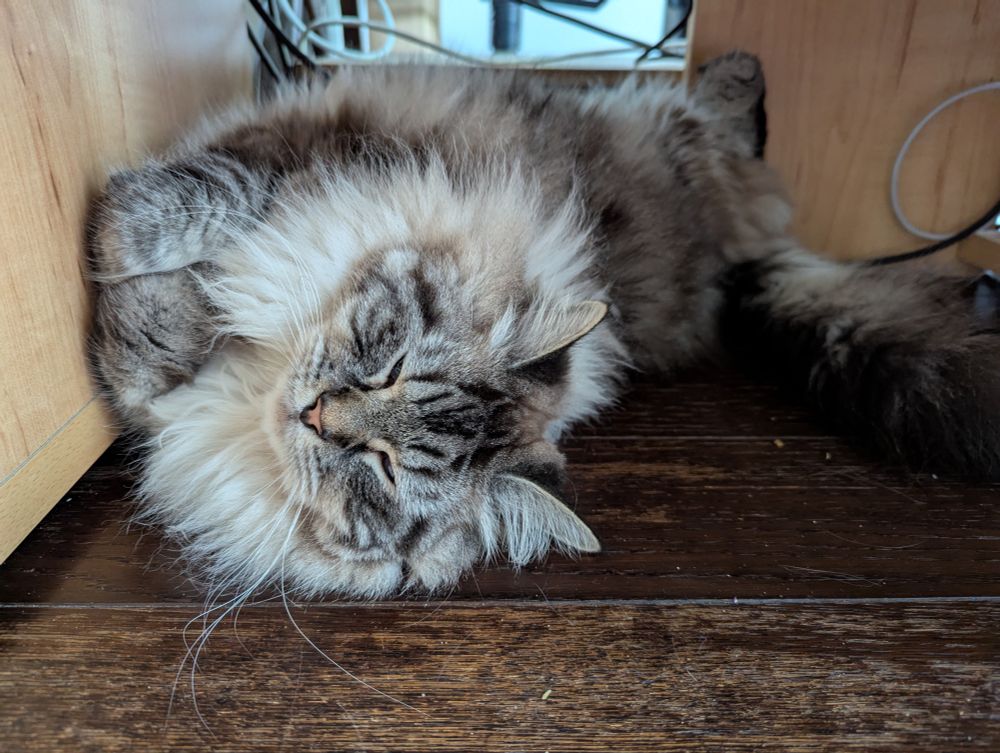 Mon chat en train de dormir au calme sous mon bureau.