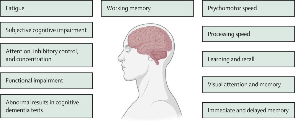 Cognitive functions that might be affected in patients with MASLD