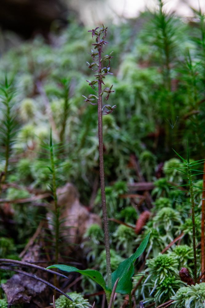 Lesser Twayblade
