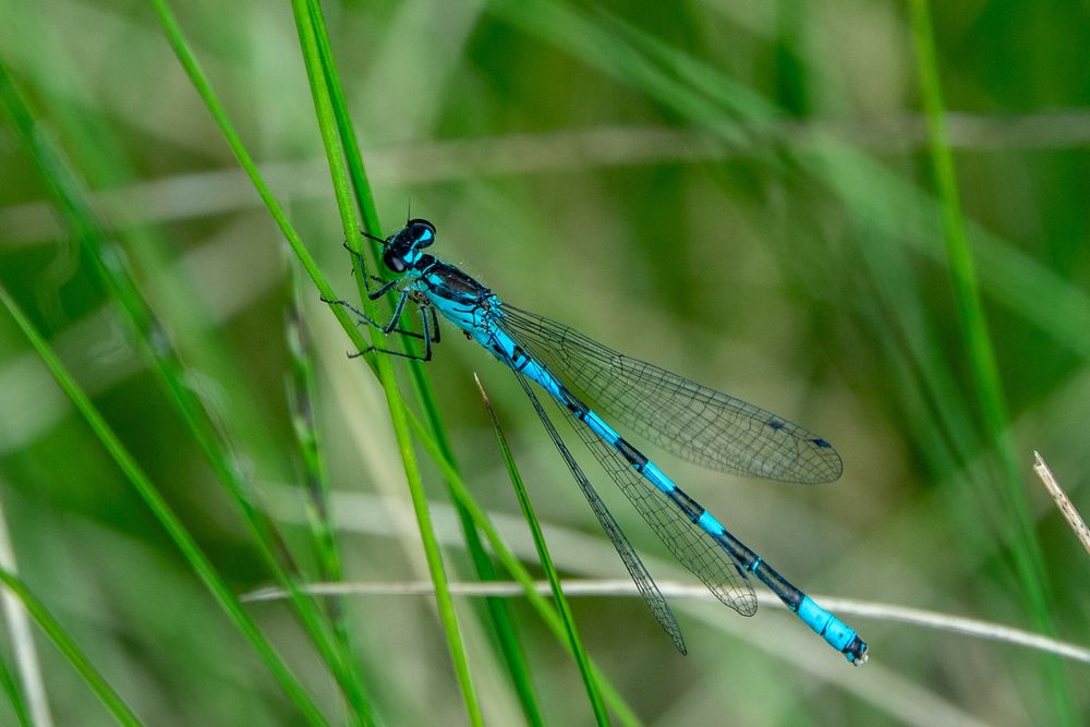male Northern Damselfly