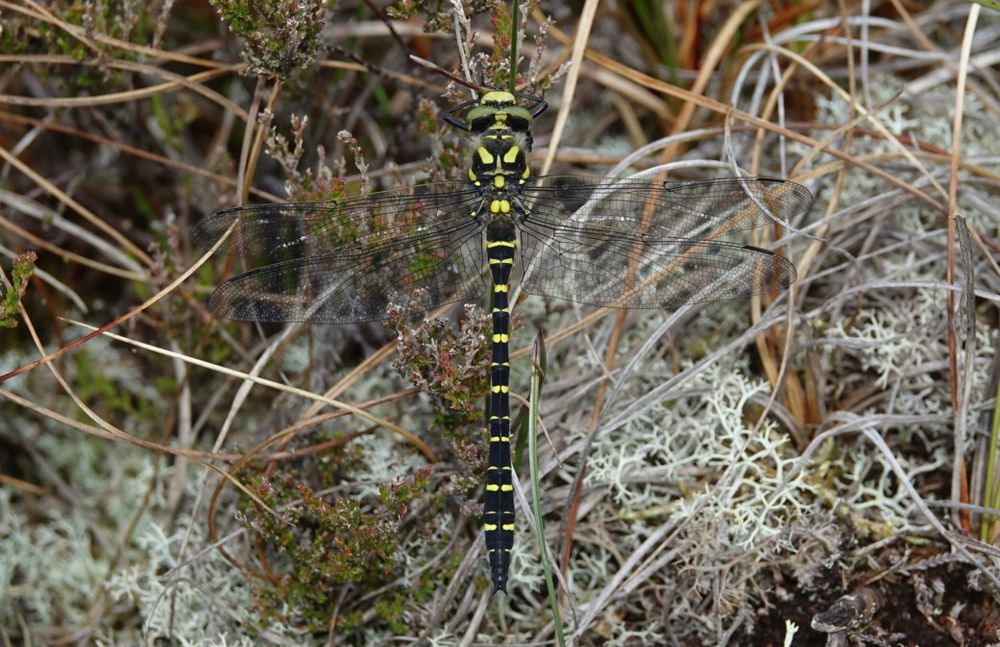 Golden-ringed Dragonfly