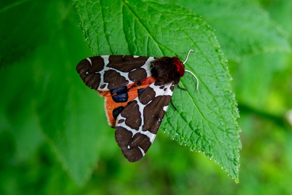 Garden Tiger