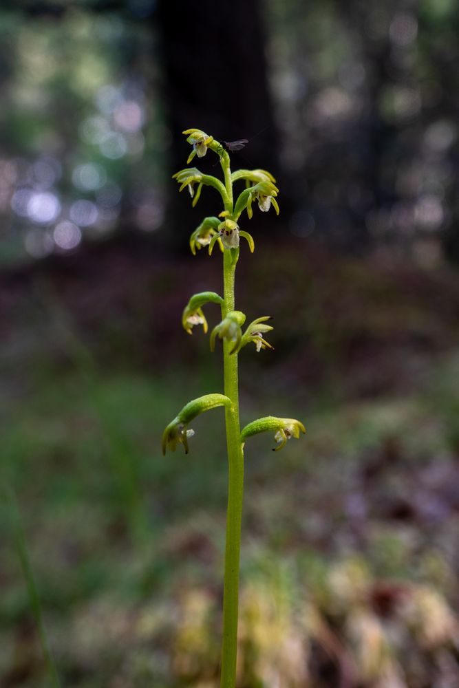 Coralroot Orchid