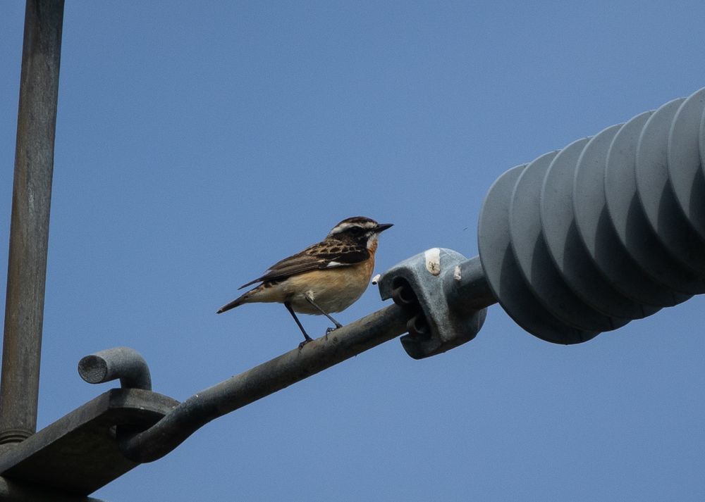 Whinchat