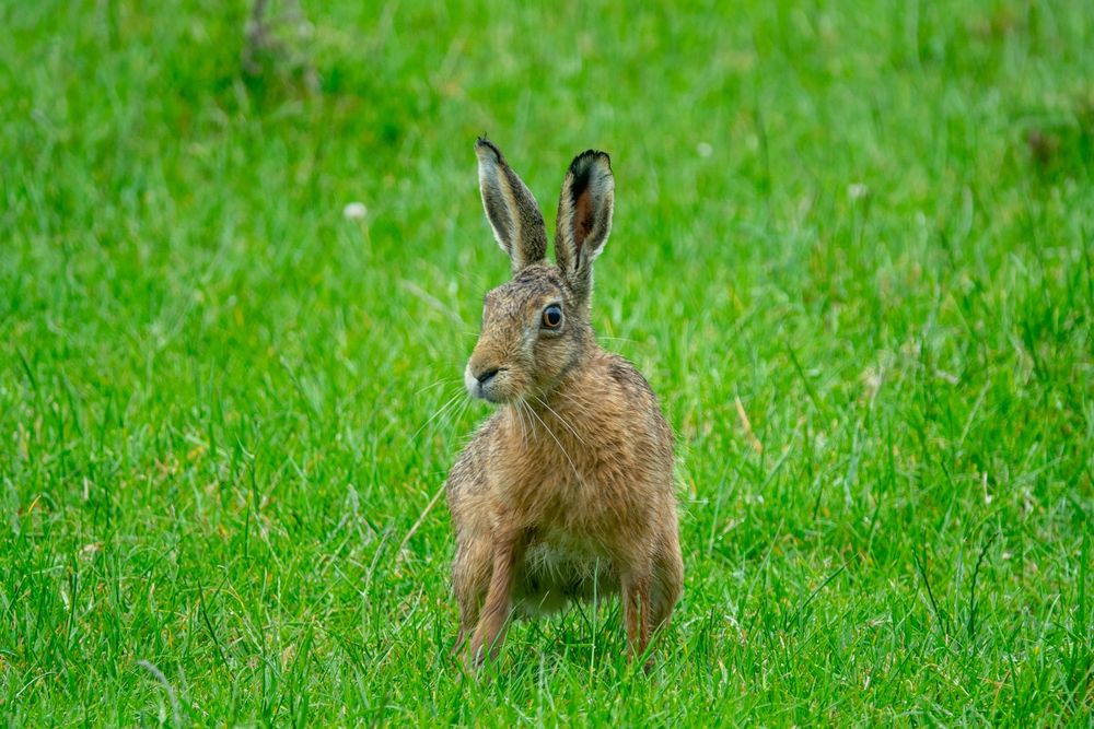 Brown Hare
