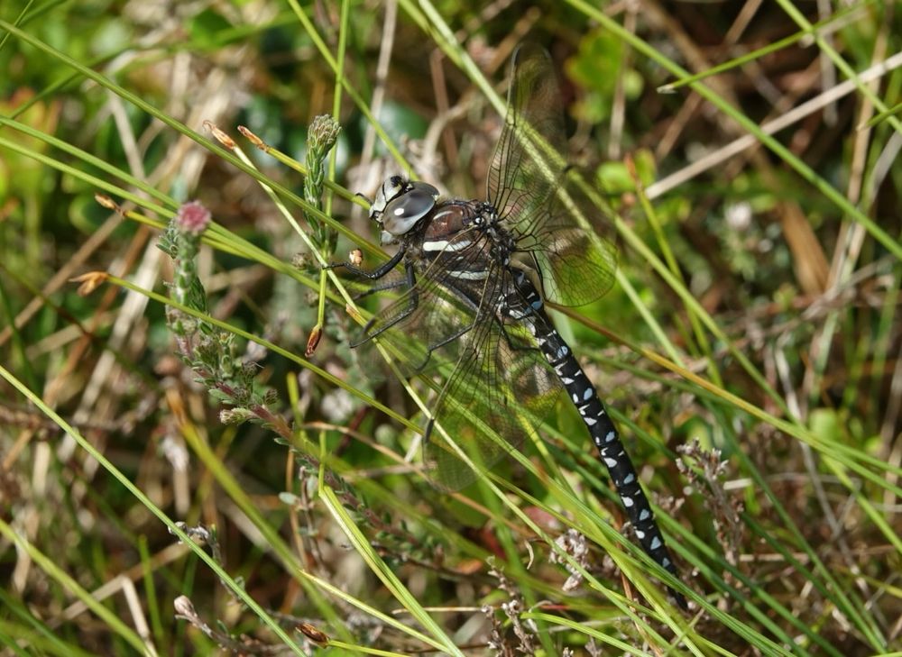 Common Hawker