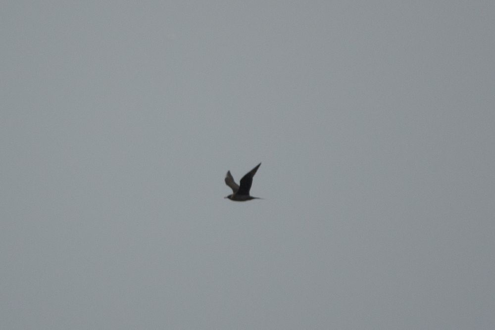Arctic Skua