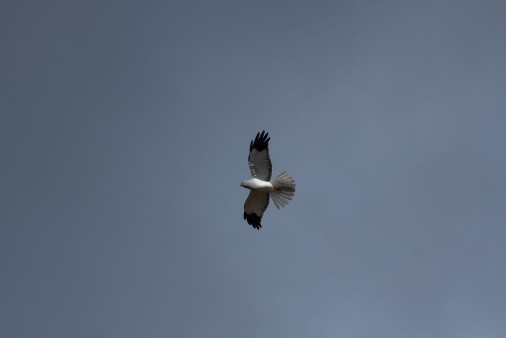 Hen Harrier