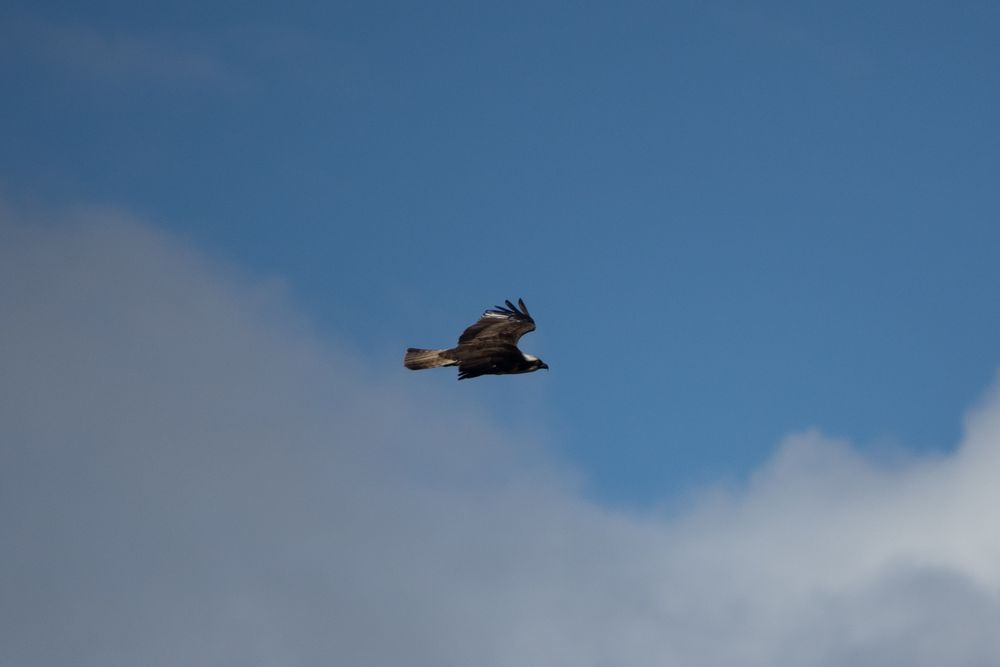 Osprey