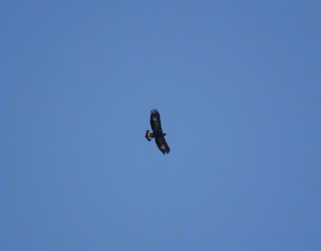 Golden Eagle