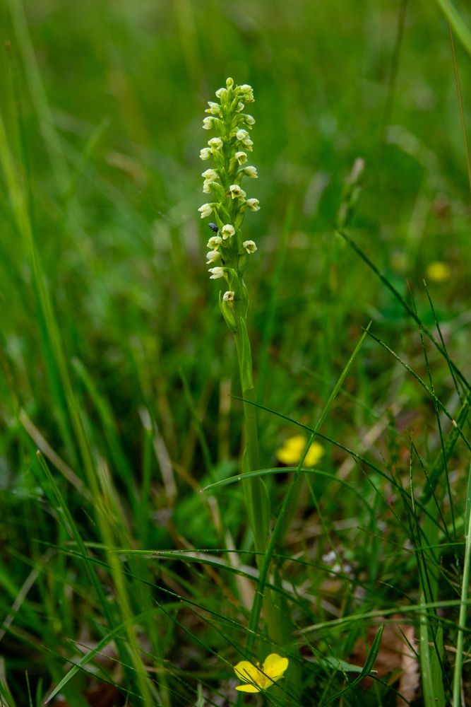 Small White Orchid