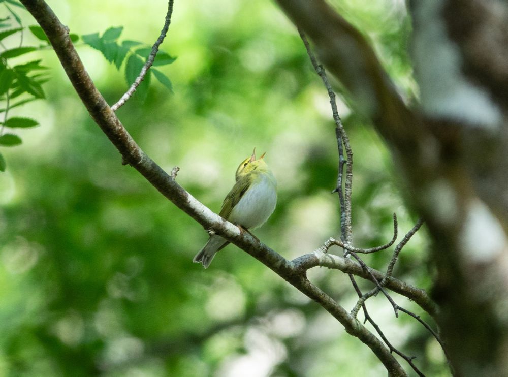 Wood Warbler