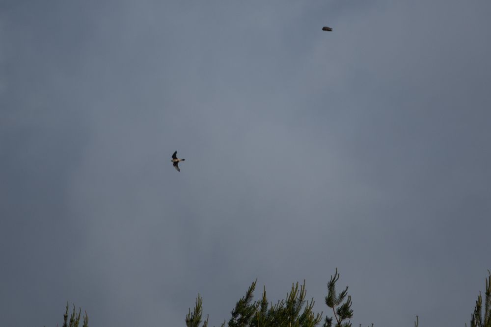 Merlins