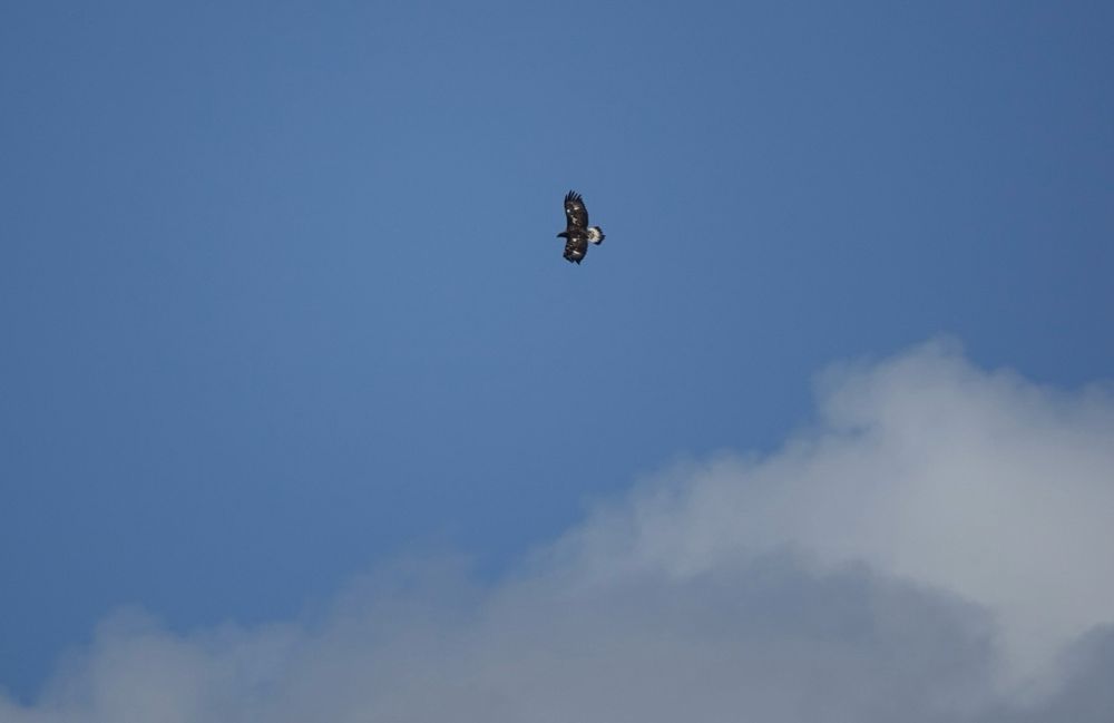 Golden Eagle