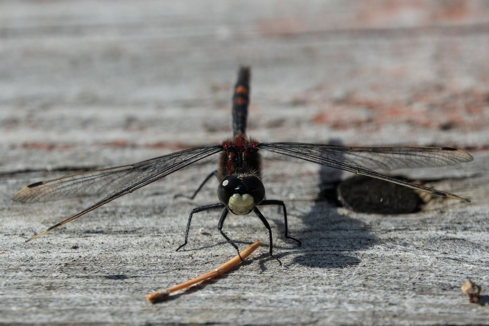male White-faced Darter