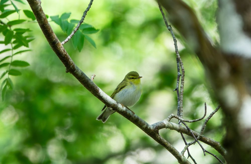 Wood Warbler