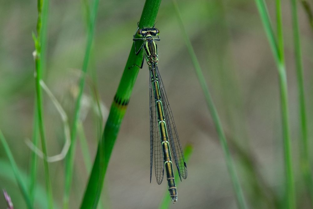 female Northern Damselfly