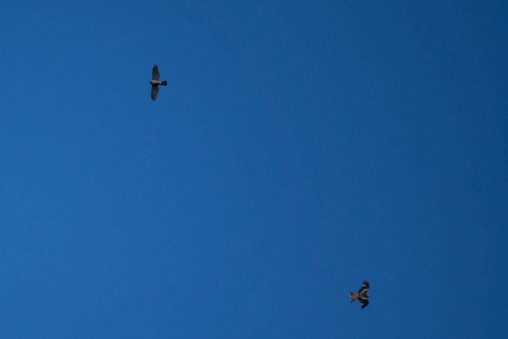 Goshawk and Red Kite