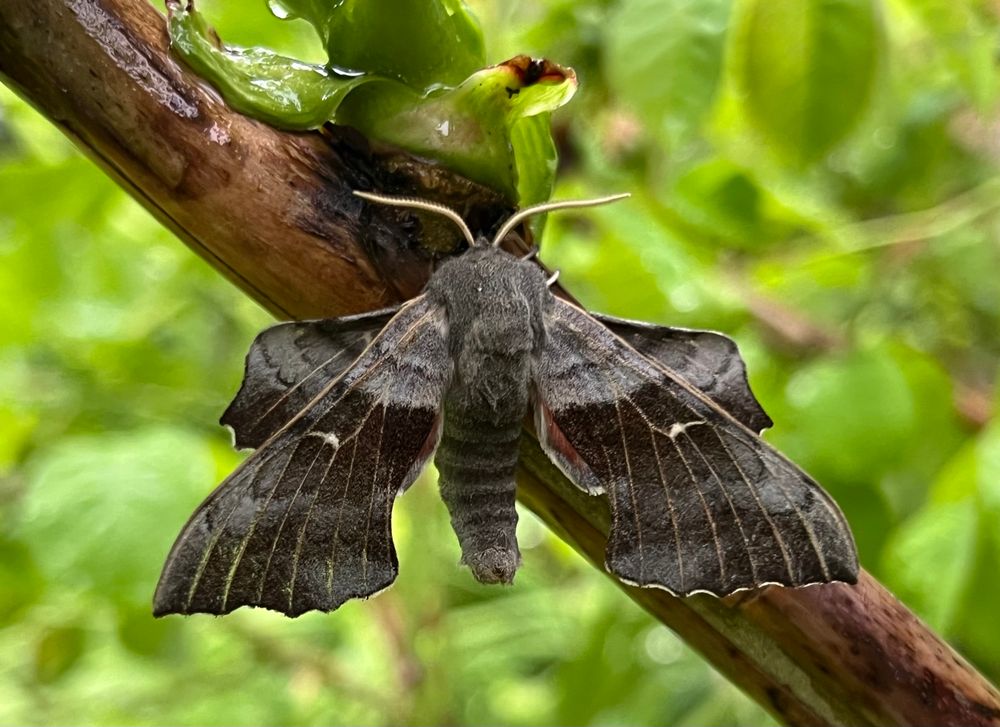 Poplar Hawk Moth 