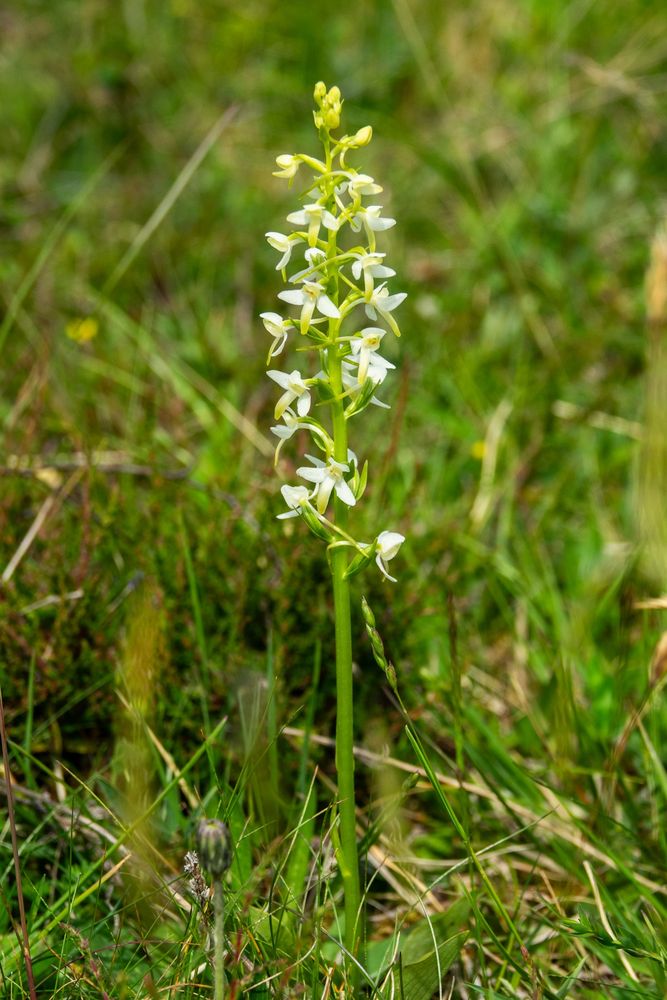 Lesser Butterfly Orchid