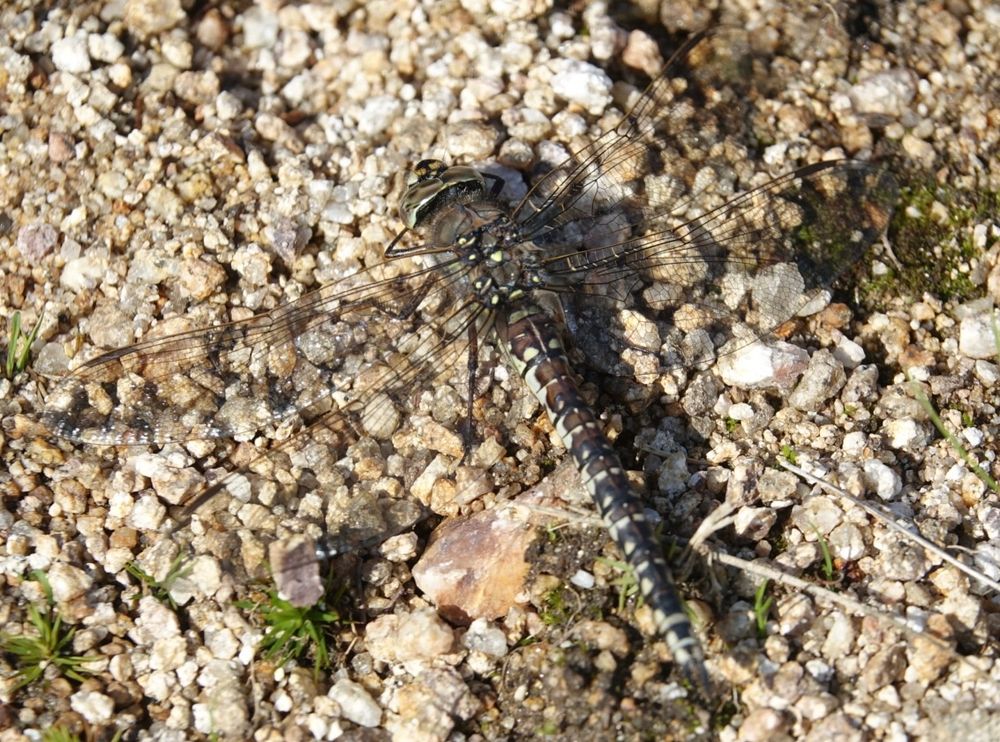 Azure Hawker