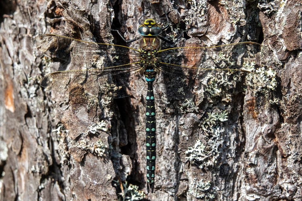 male Common Hawker