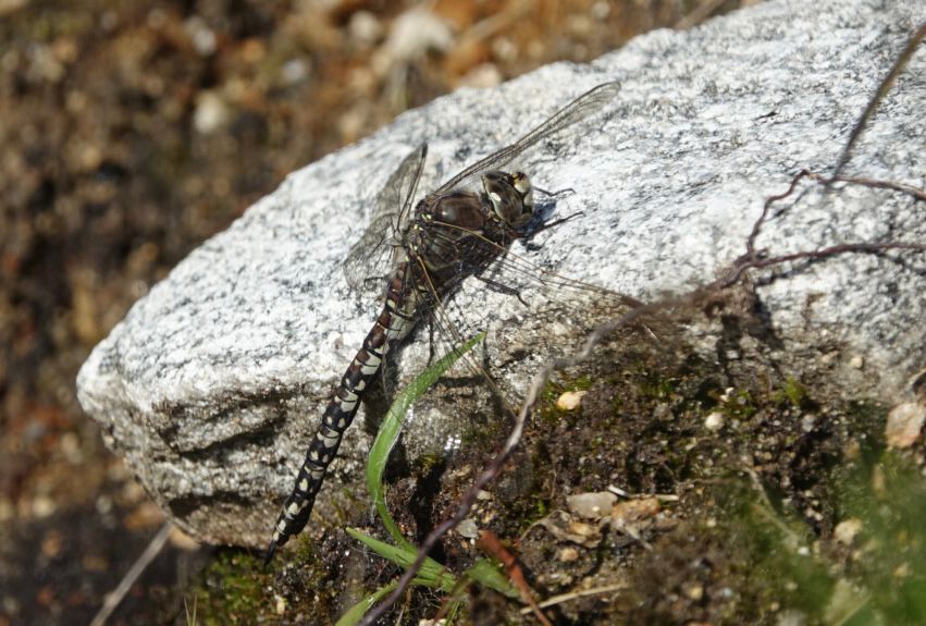 Azure Hawker